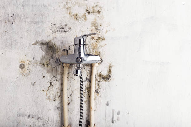 Best Black Mold Remediation in Canton, GA