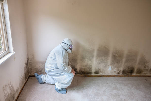 Best Attic Mold Remediation in Canton, GA