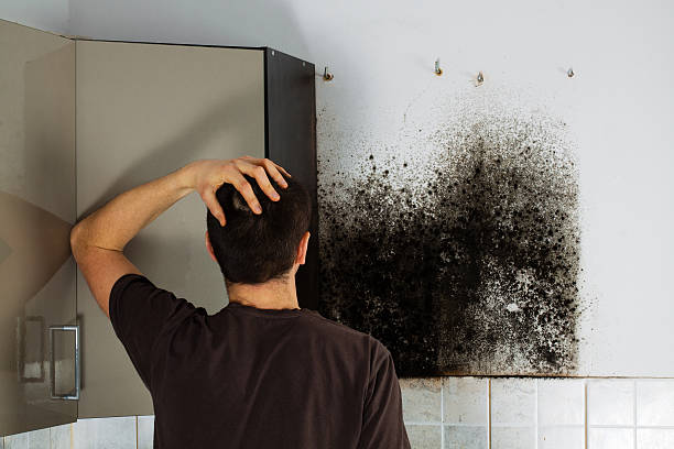  Canton, GA Mold Removal Pros